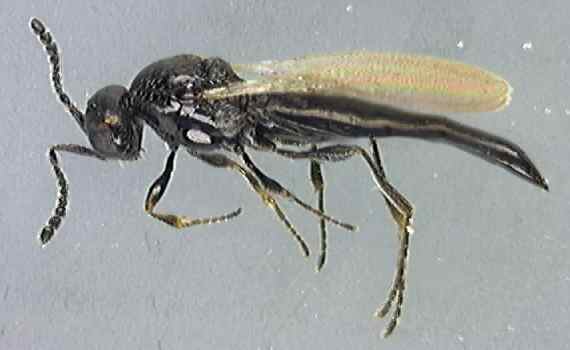 Platygasteridae 2